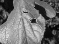 /album/priroda-materialy/dscn4480-jpg/